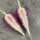 Violette Karotte Gniff (Daucus carota) Bio-Saatgut