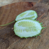 Antillengurke (Cucumis anguria) Samen