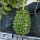 Antillengurke (Cucumis anguria) Samen