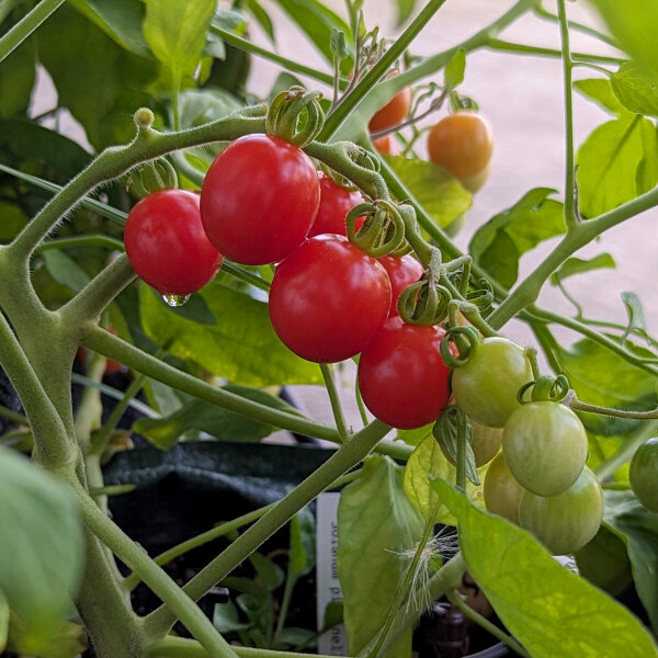 Wildtomate ABC Potato Leaf (Solanum lycopersicum) Samen