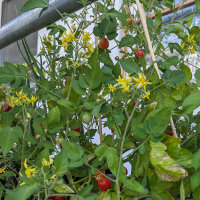 Wildtomate ABC Potato Leaf (Solanum lycopersicum) Samen