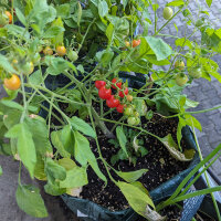 Wildtomate ABC Potato Leaf (Solanum lycopersicum) Samen