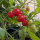 Wildtomate ABC Potato Leaf (Solanum lycopersicum) Samen