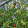 Wildtomate ABC Potato Leaf (Solanum lycopersicum) Samen