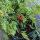 Wildtomate ABC Potato Leaf (Solanum lycopersicum) Samen