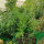 Dill Compact (Anethum graveolens) Samen