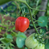 Cocktailtomate Principe Borghese (Solanum lycopersicum) Samen