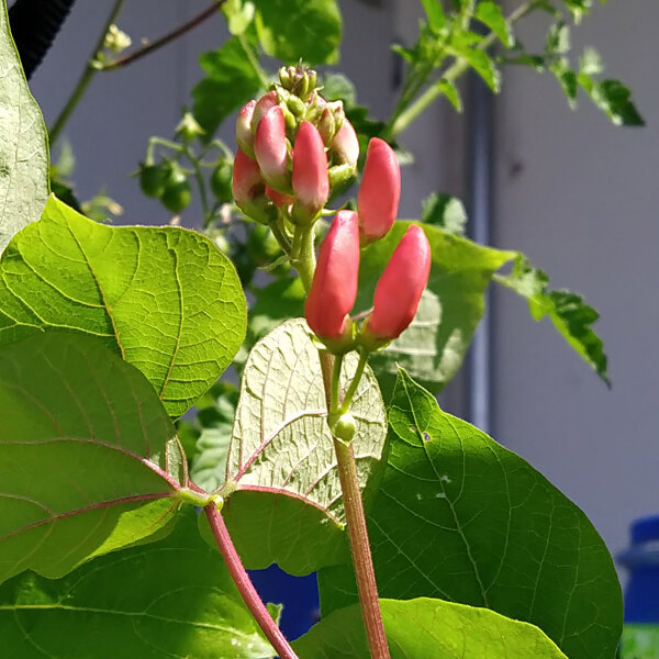 Prunkbohnen Hestia (Phaseolus coccineus) Samen