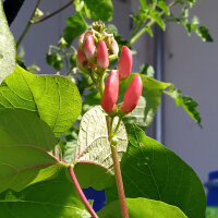 Prunkbohnen Hestia (Phaseolus coccineus) Samen