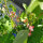 Prunkbohnen Hestia (Phaseolus coccineus) Samen