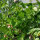 Prunkbohnen Hestia (Phaseolus coccineus) Samen