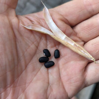 Teparybohne Black Mitla (Phaseolus acutifolius) Samen