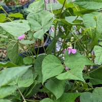 Teparybohne Black Mitla (Phaseolus acutifolius) Samen