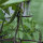 Teparybohne Black Mitla (Phaseolus acutifolius) Samen
