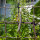 Teparybohne Black Mitla (Phaseolus acutifolius) Samen