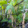 Teparybohne Black Mitla (Phaseolus acutifolius) Samen