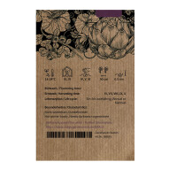 Violetter Blumenkohl Violetta di Sicilia (Brassica oleracea var. botrytis) Samen