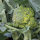 Brokkoli Limba (Brassica oleracea var. italica) Bio-Saatgut