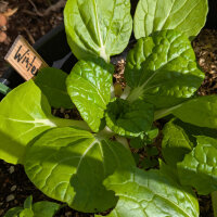 Winter Choi Golden Heart (Brassica rapa var. chinensis) Bio-Saatgut