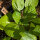 Winter Choi Golden Heart (Brassica rapa var. chinensis) Bio-Saatgut