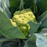 Grüner Blumenkohl Verde di Macerata (Brassica...