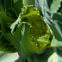 Grüner Blumenkohl Verde di Macerata (Brassica oleracea var. botrytis) Samen