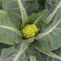 Grüner Blumenkohl Verde di Macerata (Brassica oleracea var. botrytis) Samen