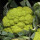 Grüner Blumenkohl Verde di Macerata (Brassica oleracea var. botrytis) Samen