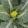 Grüner Blumenkohl Verde di Macerata (Brassica oleracea var. botrytis) Samen