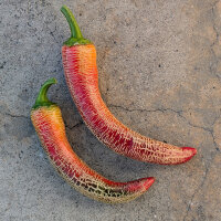 Chili Elefant (Capsicum annuum) Bio-Saatgut