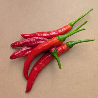 Koreanischer Chili Taeyang Medium (Capsicum annuum)...