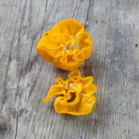 Chili Numex Suave Gelb (Capsicum chinense) Bio-Saatgut