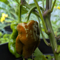 Paprika Sweet Chocolate (Capsicum annuum) Samen