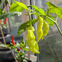 Chili Sugar Rush Peach Stripey (Capsicum baccatum) Samen