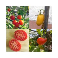 Historische Tomatensorten (Bio) - Samenset