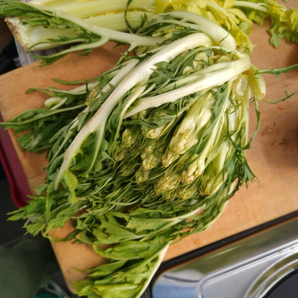 Catalogna Puntarella Galatina (Cichorium intybus var. foliosum) Samen