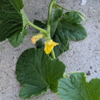 Netzmelone Petit gris de Rennes (Cucumis melo) Bio-Saatgut