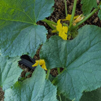 Netzgurke Salome (Cucumis sativus) Bio-Saatgut