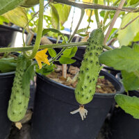 Netzgurke Salome (Cucumis sativus) Bio-Saatgut
