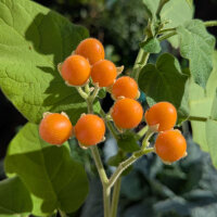 Zwerg-Tamarillo / Zwerg-Baumtomate (Solanum abutiloides)...