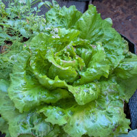 Bataviasalat Maravilla de Verano (Lactuca sativa) Samen