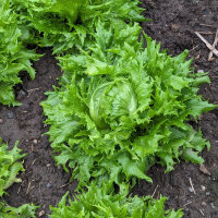 Eisbergsalat Reine de Glaces (Lactuca sativa) Samen