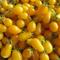 Tomate Dattelwein (Solanum lycopersicum) Samen