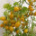 Tomate Dattelwein (Solanum lycopersicum) Samen