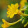 Wunderblume (Mirabilis jalapa) Samen