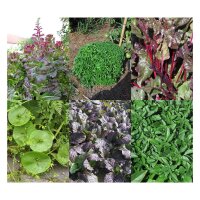 Micro Greens - Samenset