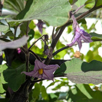 Aubergine Tarim (Solanum melongena) Bio-Saatgut