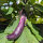 Aubergine Tarim (Solanum melongena) Bio-Saatgut