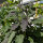Aubergine Tarim (Solanum melongena) Bio-Saatgut