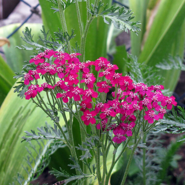 Rote Scharfgarbe Kirschkönigin (Achillea millefolium) Samen